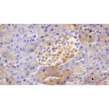 Beta Secretase 2 (BACE2) Mouse Polyclonal Antibody