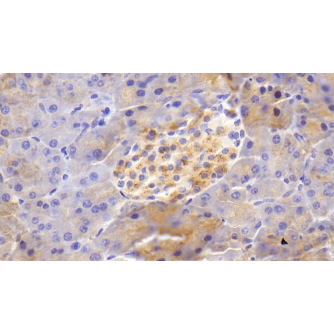Beta Secretase 2 (BACE2) Mouse Polyclonal Antibody