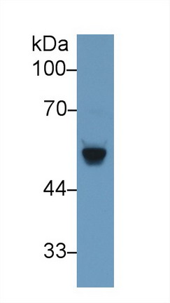 Beta Secretase 2 (BACE2) Rat Polyclonal Antibody
