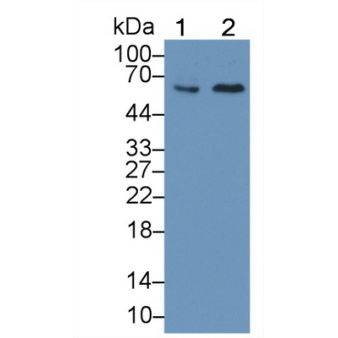 Frizzled Homolog 9 (FZD9) Human Polyclonal Antibody