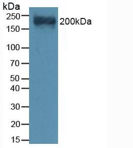Versican (VCAN) Mouse Polyclonal Antibody
