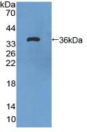 Vascular Endothelial Growth Factor Receptor 1 (VEGFR1) Rat Polyclonal Antibody