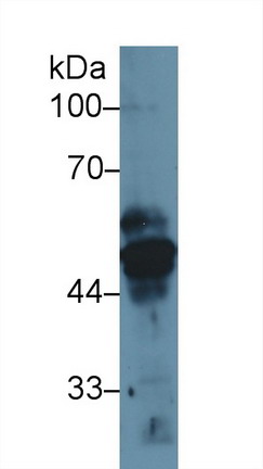 Cytokeratin 17 (CK17) Rat Polyclonal Antibody