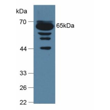 Complement Component 9 (C9) Mouse Polyclonal Antibody