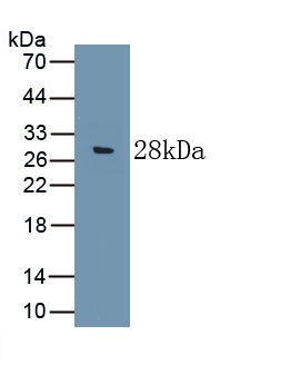 Complement Component 9 (C9) Rat Polyclonal Antibody