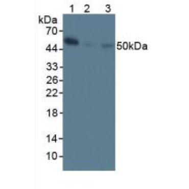 Nuclear Factor Kappa B (NFkB) Mouse Polyclonal Antibody