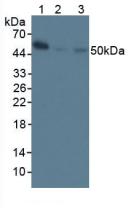 Nuclear Factor Kappa B (NFkB) Mouse Polyclonal Antibody