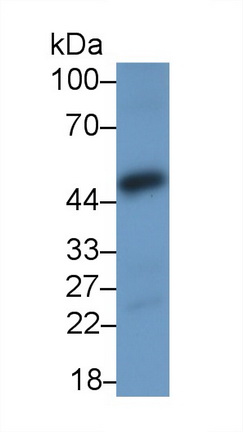 Nuclear Factor Kappa B (NFkB) Rat Polyclonal Antibody