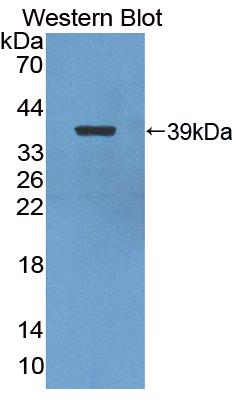 Nuclear Factor Kappa B2 (NFkB2) Chicken (Gallus) Polyclonal Antibody