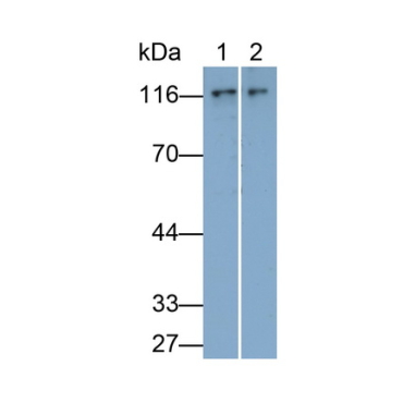 Nuclear Factor Kappa B2 (NFkB2) Mouse Polyclonal Antibody