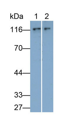 Nuclear Factor Kappa B2 (NFkB2) Mouse Polyclonal Antibody
