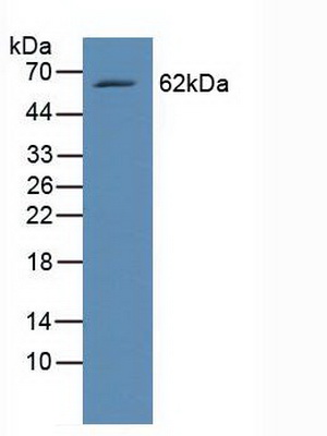 V-Rel Reticuloendotheliosis Viral Oncogene Homolog B (RELB) Human Polyclonal Antibody
