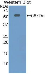 Netrin 1 (Ntn1) Rat Polyclonal Antibody