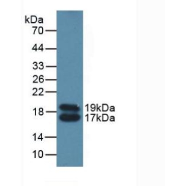 Apolipoprotein C4 (APOC4) Mouse Polyclonal Antibody