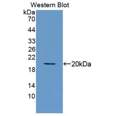 Hedgehog Homolog, Sonic (SHH) Mouse Polyclonal Antibody