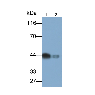 Complement Factor D (CFD) Mouse Polyclonal Antibody