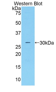 Complement Factor D (CFD) Rat Polyclonal Antibody