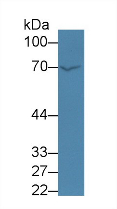 Coagulation Factor XI (F11) Rat Polyclonal Antibody