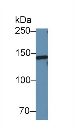 Vinculin (VCL) Mouse Polyclonal Antibody
