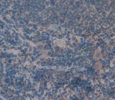 Signaling Lymphocytic Activation Molecule Family, Member 2 (SLAMF2) Rat Polyclonal Antibody
