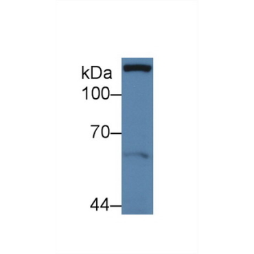 Paxillin (PXN) Human Polyclonal Antibody