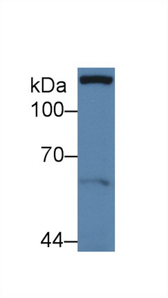 Paxillin (PXN) Human Polyclonal Antibody