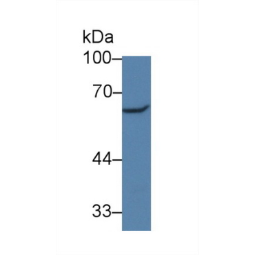Paxillin (PXN) Mouse Polyclonal Antibody