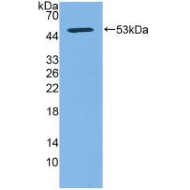 Cluster Of Differentiation 83 (CD83) Human Polyclonal Antibody