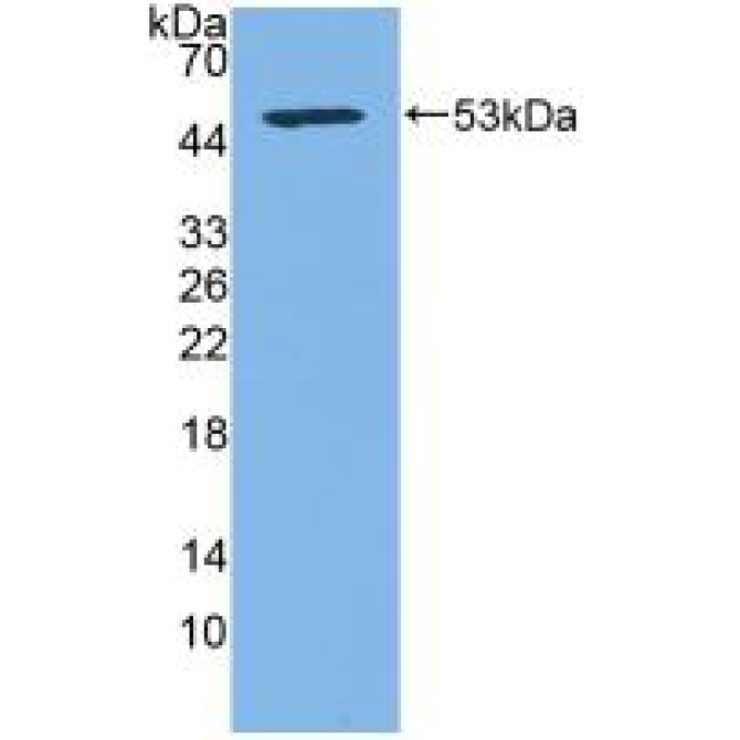 Cluster Of Differentiation 83 (CD83) Human Polyclonal Antibody