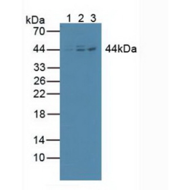 Inhibitory Subunit Of NF Kappa B Beta (IkBb) Human Polyclonal Antibody