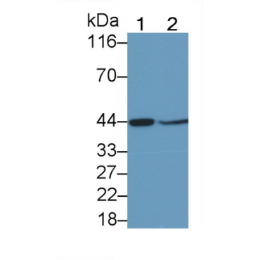 Major Histocompatibility Complex Class I G (MHCG) Human Polyclonal Antibody