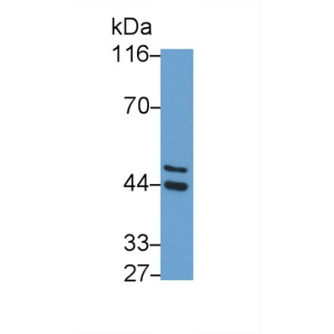 Major Histocompatibility Complex Class I G (MHCG) Human Polyclonal Antibody