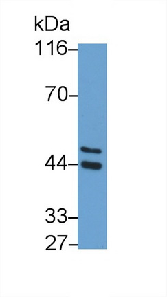 Major Histocompatibility Complex Class I G (MHCG) Human Polyclonal Antibody