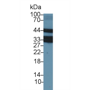 Lectin Like Oxidized Low Density Lipoprotein Receptor 1 (LOX1) Bovine (Cattle) Polyclonal Antibody