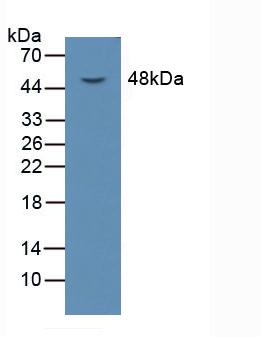 Lectin Like Oxidized Low Density Lipoprotein Receptor 1 (LOX1) Rat Polyclonal Antibody
