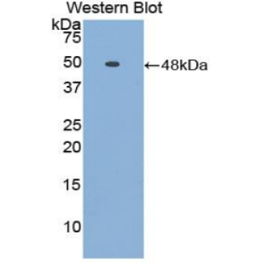 Fetuin B (FETUB) Human Polyclonal Antibody