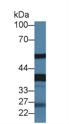 Fetuin B (FETUB) Rat Polyclonal Antibody