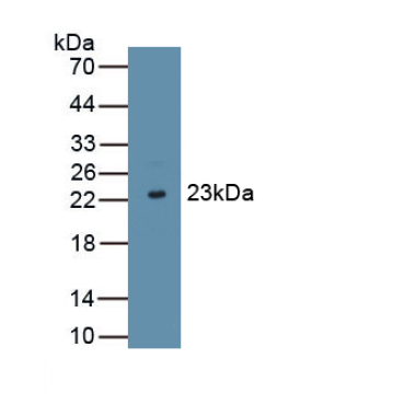 Interferon Tau (IFNt) Bovine (Cattle) Polyclonal Antibody