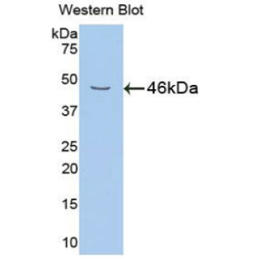 Neuregulin 1 (NRG1) Mouse Polyclonal Antibody