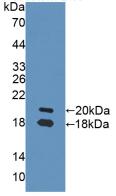 Neuregulin 1 (NRG1) Rat Polyclonal Antibody