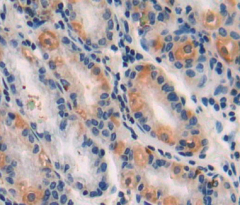 Neuregulin 1 (NRG1) Rat Polyclonal Antibody
