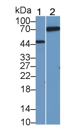 Neuregulin 1 (NRG1) Rat Polyclonal Antibody