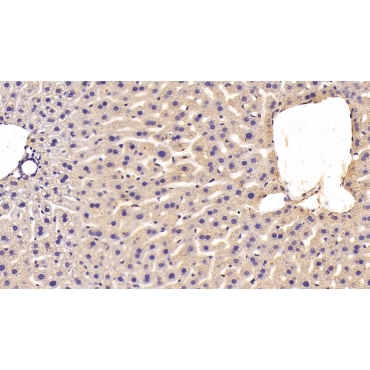 Metallothionein 2 (MT2) Human Polyclonal Antibody