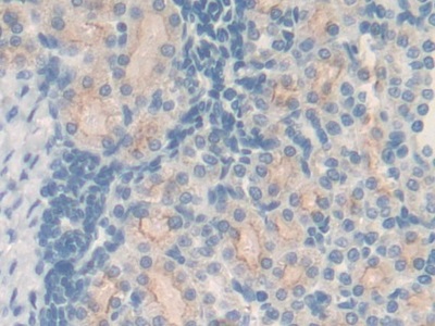 Metallothionein 2 (MT2) Rat Polyclonal Antibody
