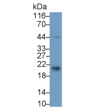 Cluster Of Differentiation 3d (CD3d) Human Polyclonal Antibody