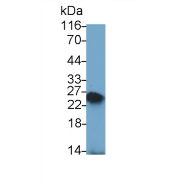 Cluster Of Differentiation 3d (CD3d) Mouse Polyclonal Antibody