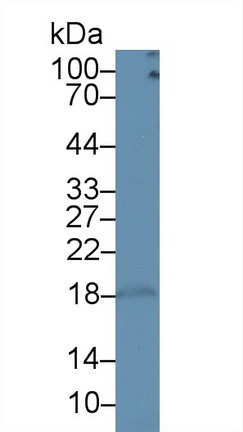 Cluster Of Differentiation 3d (CD3d) Rat Polyclonal Antibody