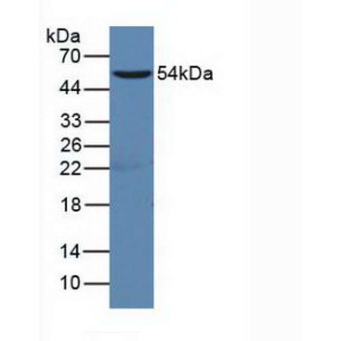 Cluster Of Differentiation 19 (CD19) Mouse Polyclonal Antibody