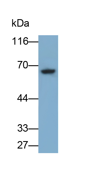Cluster Of Differentiation 19 (CD19) Rat Polyclonal Antibody