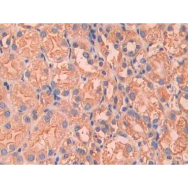 Coagulation Factor VII (F7) Mouse Polyclonal Antibody